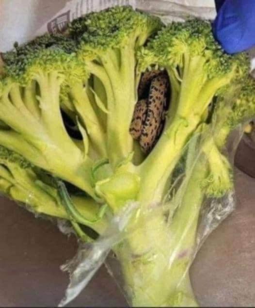 The Broccoli Stalk Discovery That Changed How I Cook Forever