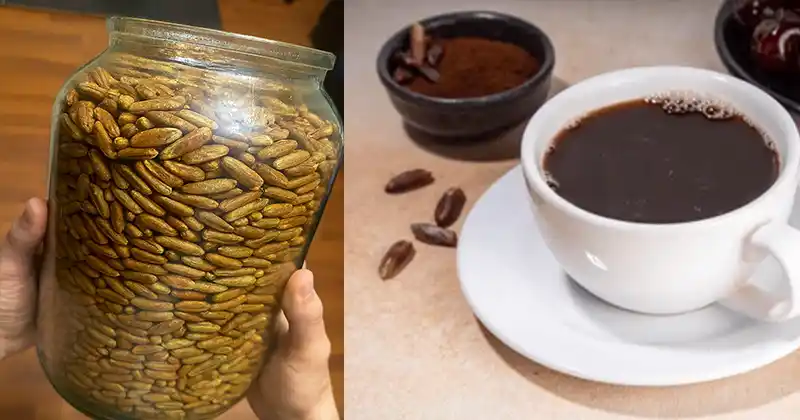 Date Seed Coffee: The Caffeine-Free Brew Hiding in Your Fruit Bowl (And How to Make It)