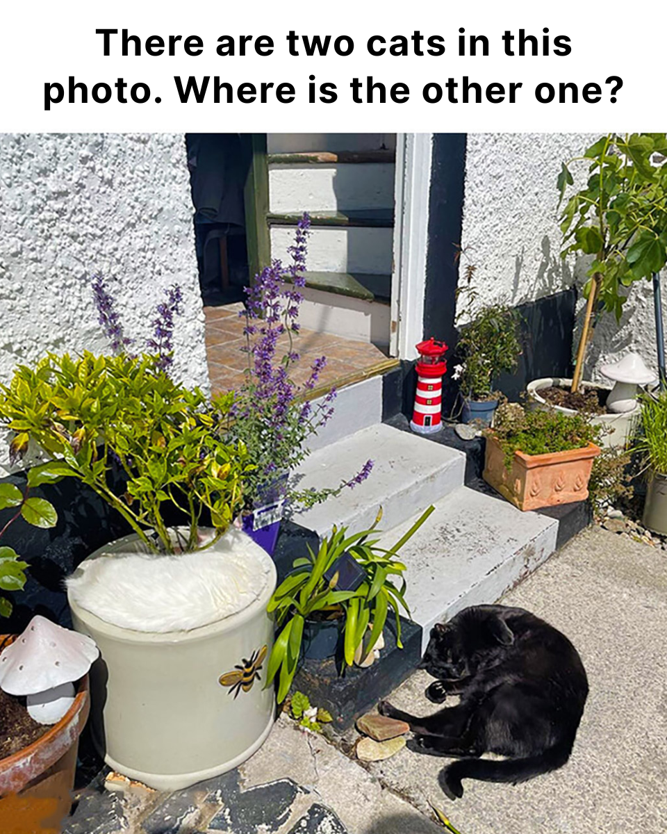 Two Cats, One Photo, and the 90% Who Miss the Second One