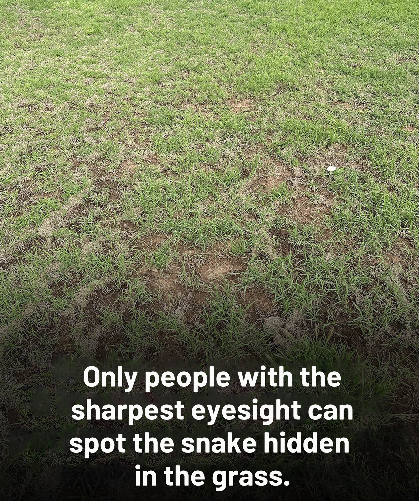 The Snake in the Grass: The Photo That Broke the Internet's Confidence