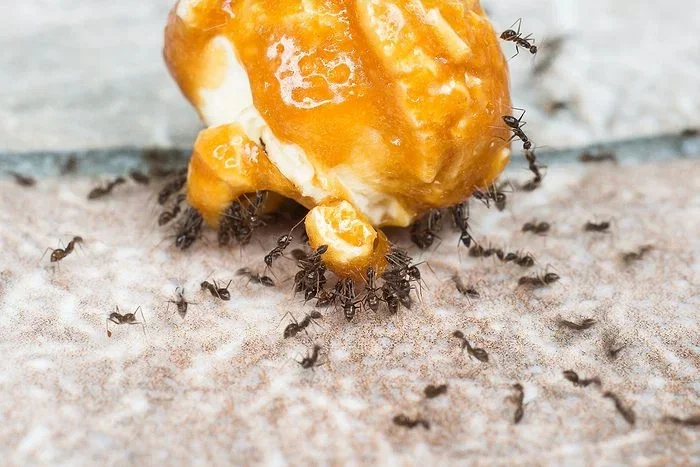 Ants Won't Leave Your Kitchen? Experts Explain What Actually Works (and What Doesn't)