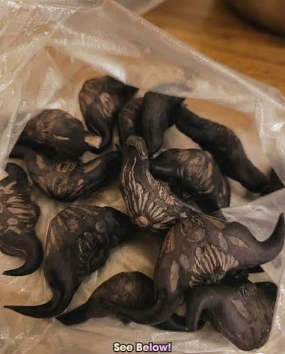 My Neighbor Handed Me a Bag of Strange Black Pods - Here Is What They Actually Are