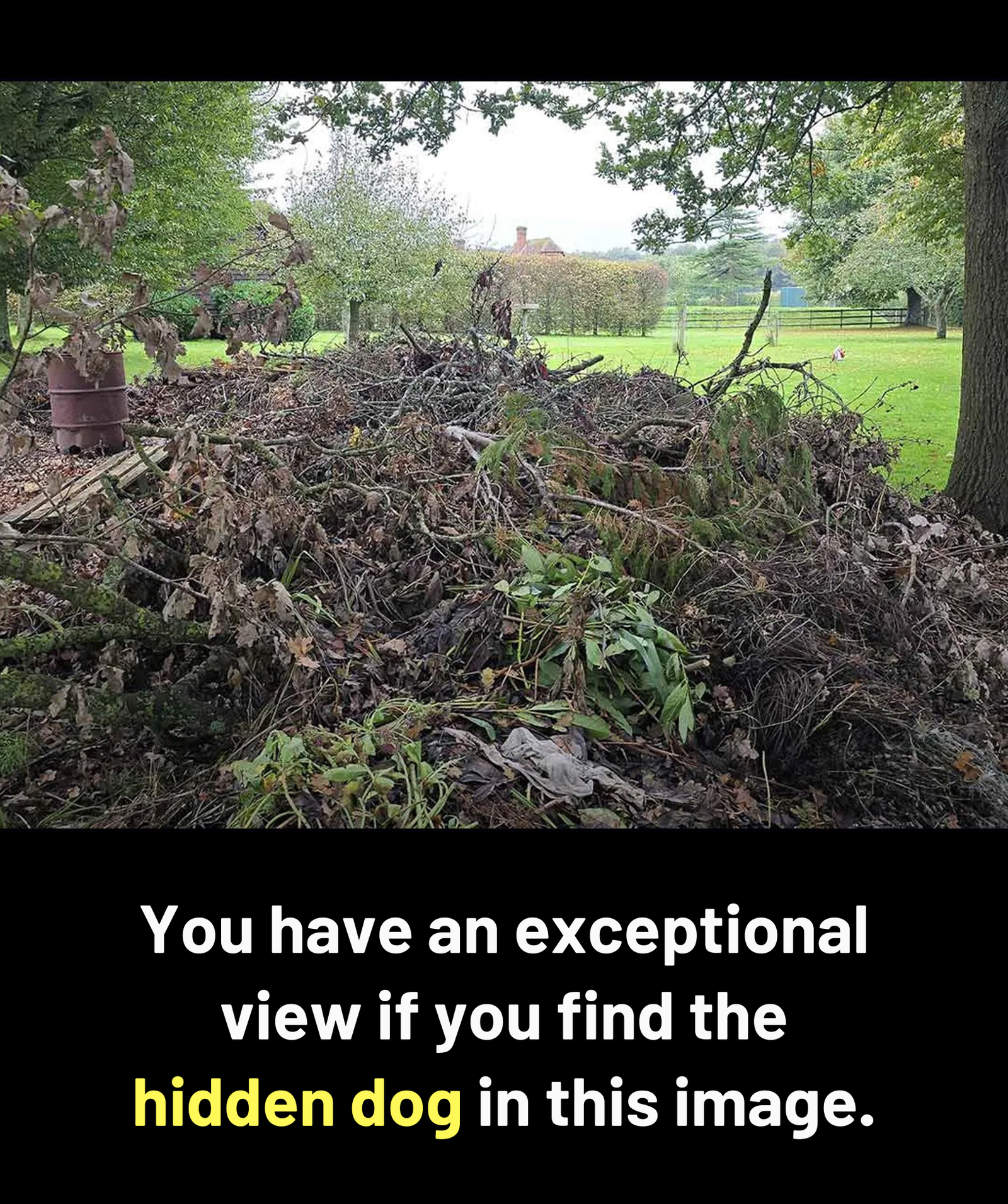 The Dog in the Woodpile: A Hidden-Image Puzzle That's Humbling the Internet's Best Eyes